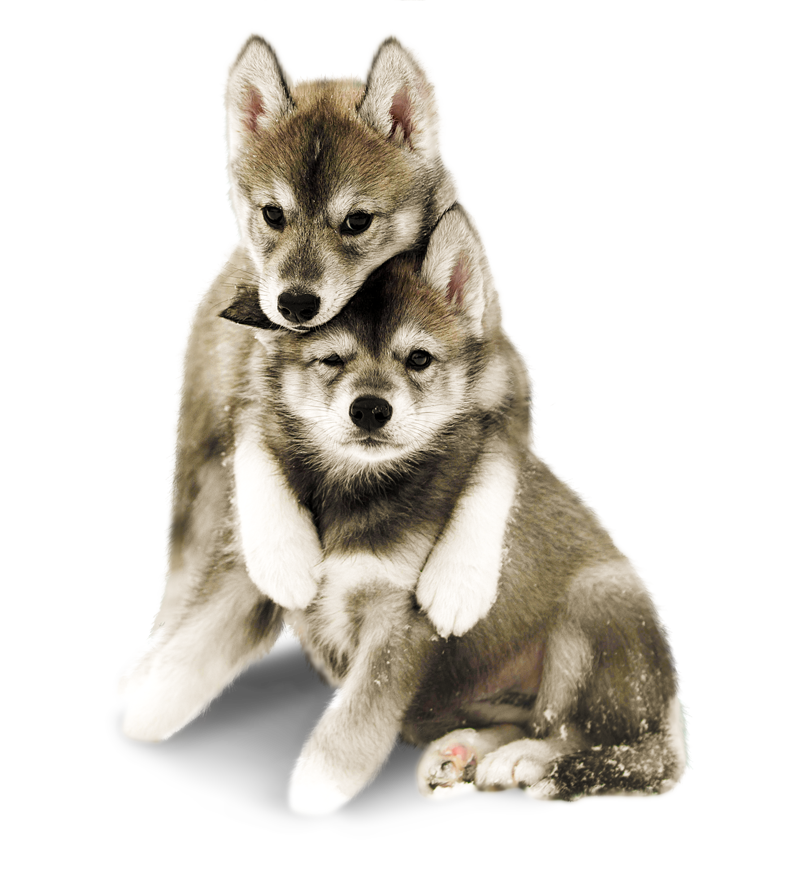 Two huskies hugging